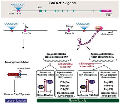 Unraveling the Role of RNA Mediated Toxicity of C9orf72 Repeats in C9-FTD/ALS